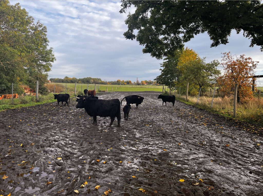 CeratoVir Gnitzen Eiablage ZALF FLI
